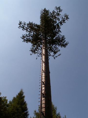 Stožár Borovice